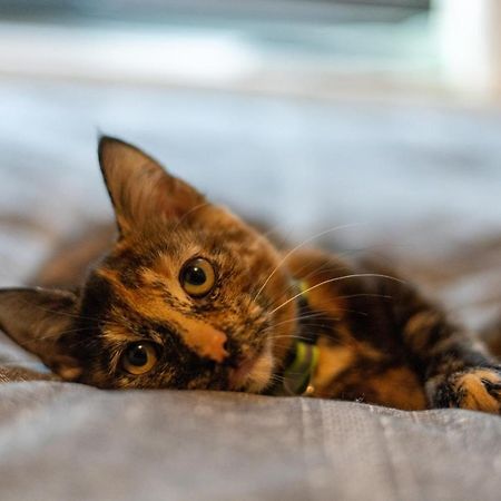 블랙풀 Cavendish Cat And Gaming House 아파트 외부 사진