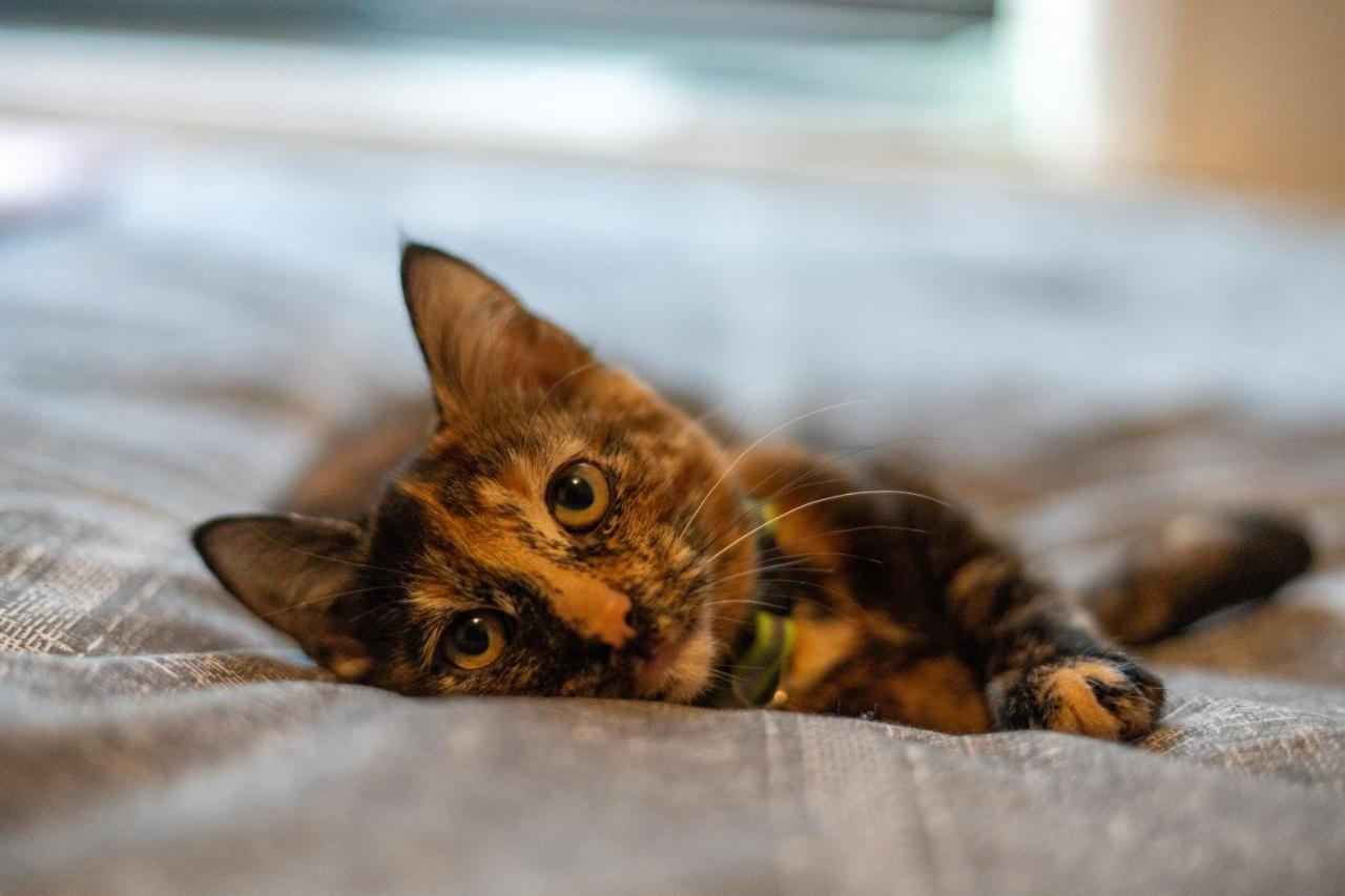 블랙풀 Cavendish Cat And Gaming House 아파트 외부 사진