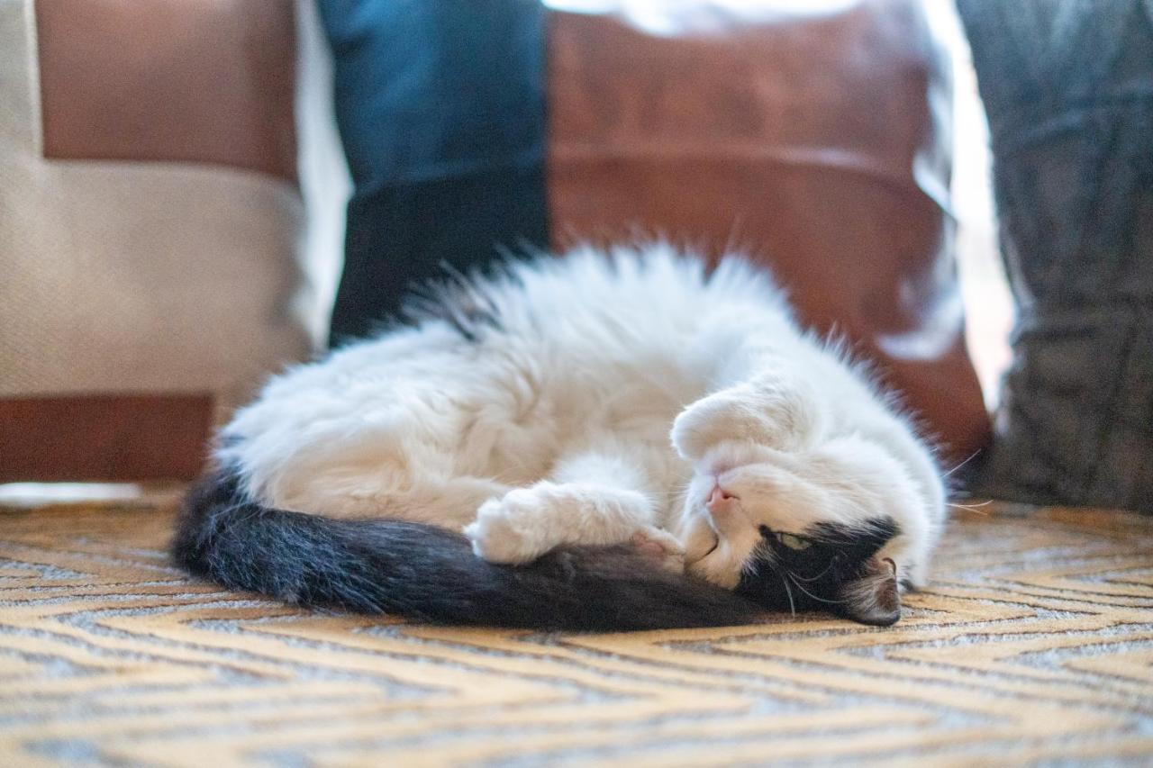 블랙풀 Cavendish Cat And Gaming House 아파트 외부 사진