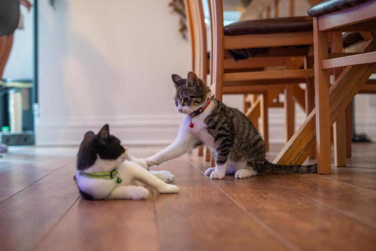 블랙풀 Cavendish Cat And Gaming House 아파트 외부 사진