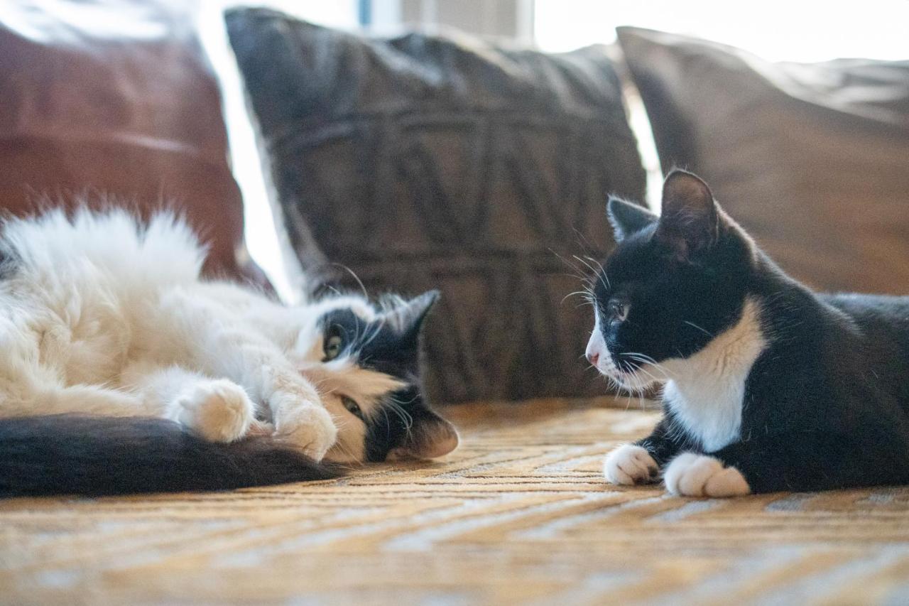 블랙풀 Cavendish Cat And Gaming House 아파트 외부 사진