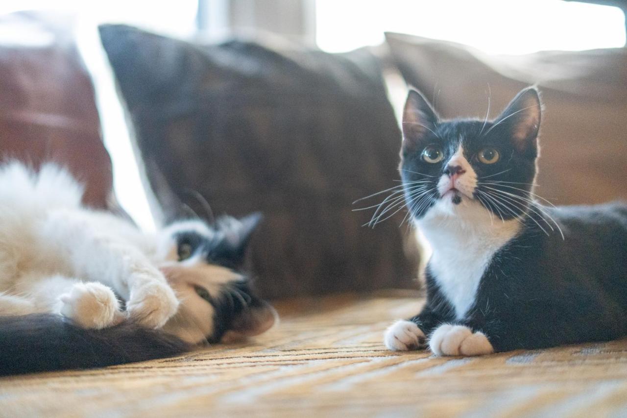 블랙풀 Cavendish Cat And Gaming House 아파트 외부 사진