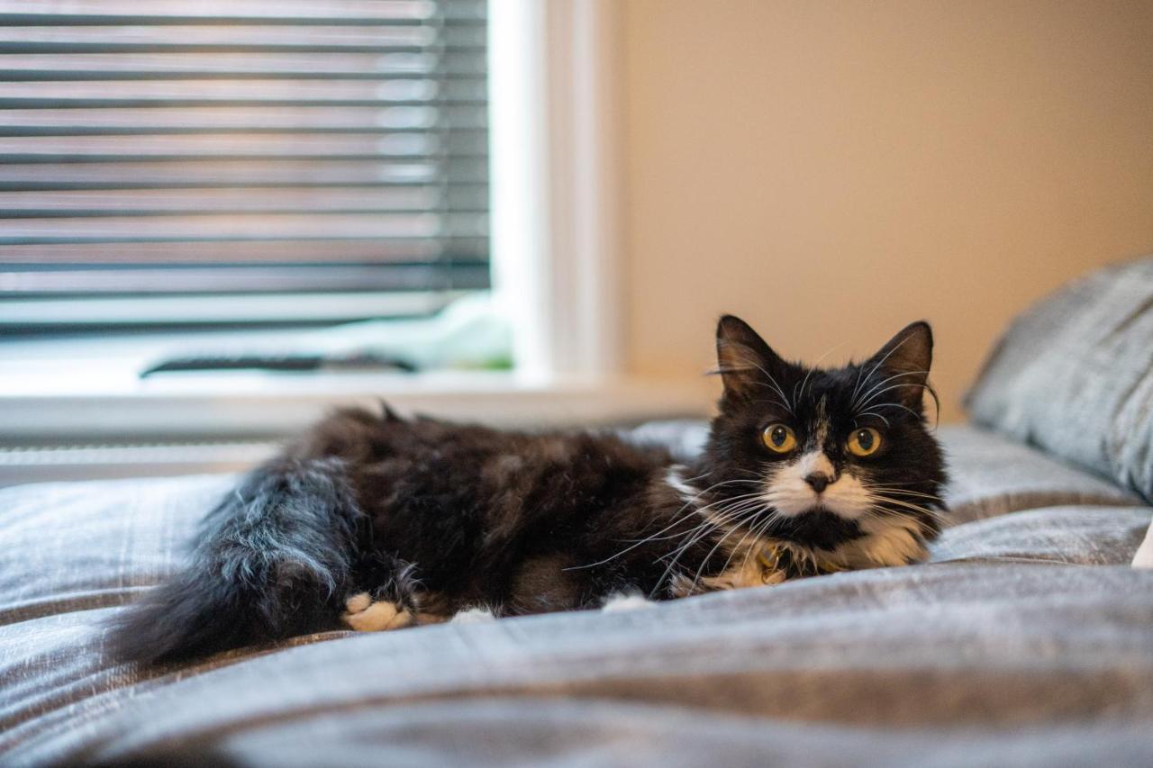블랙풀 Cavendish Cat And Gaming House 아파트 외부 사진