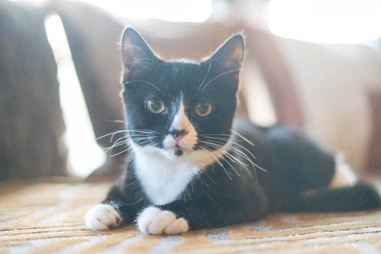 블랙풀 Cavendish Cat And Gaming House 아파트 외부 사진