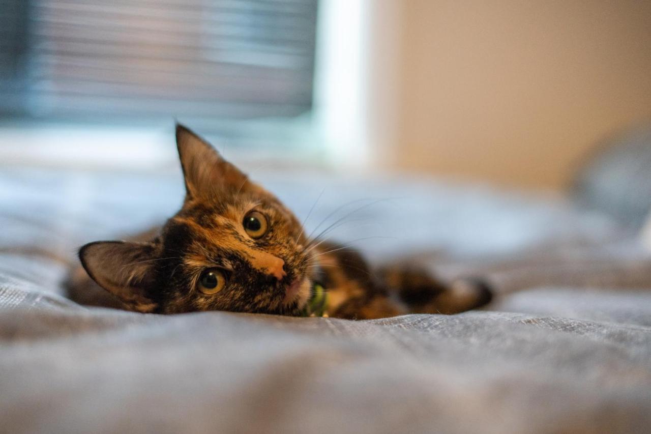 블랙풀 Cavendish Cat And Gaming House 아파트 외부 사진